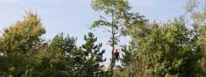 Bomen houden omgeving en mens gezond door zuurstofproductie en groene leefomgeving