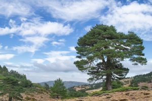 Home Prachtige wandelroutes van Venlo door Limburgse natuur met bossen, heide en uitzicht over de Maas